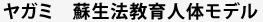 ヤガミ　蘇生法教育人体モデル